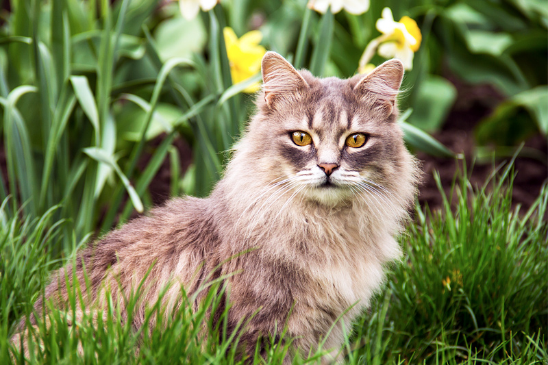 Dental Cleanings for Pets & Animals in West Chester, OH West Chester