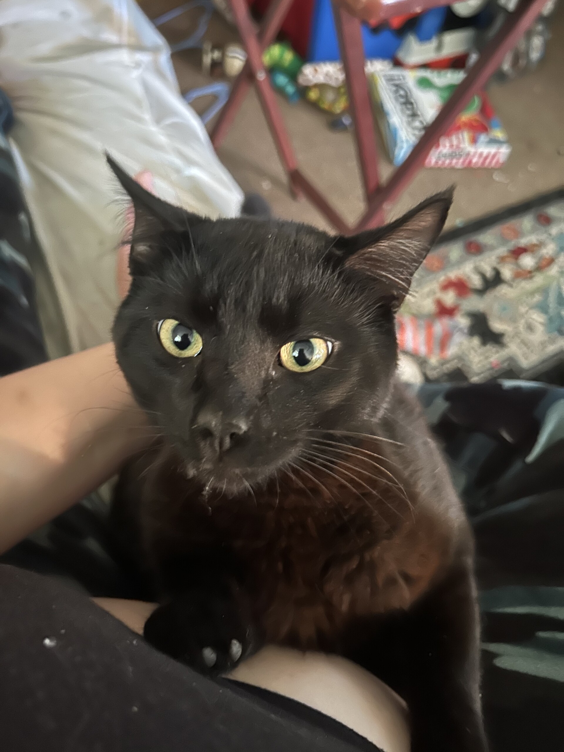 Found Black Cat WDEF