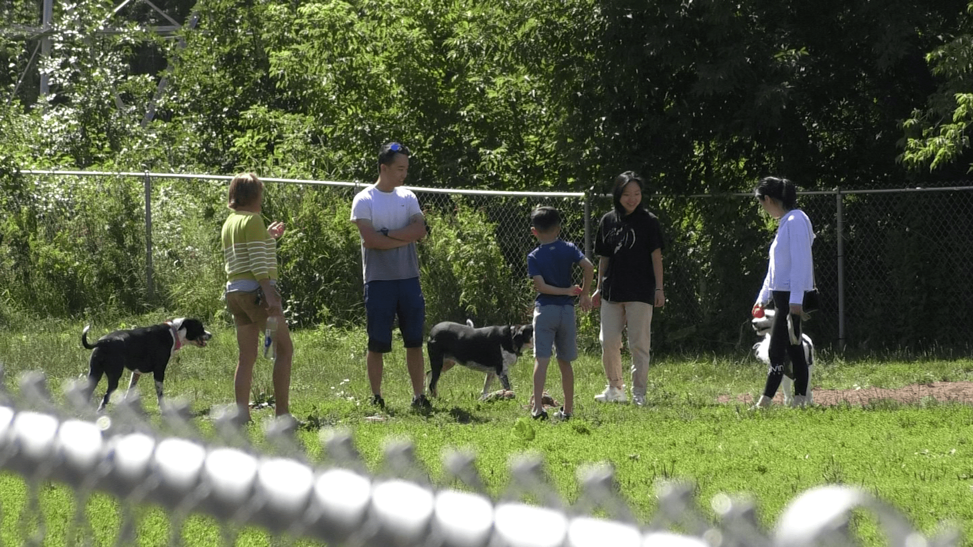 Protecting against parvovirus, keeping your furry canines safe