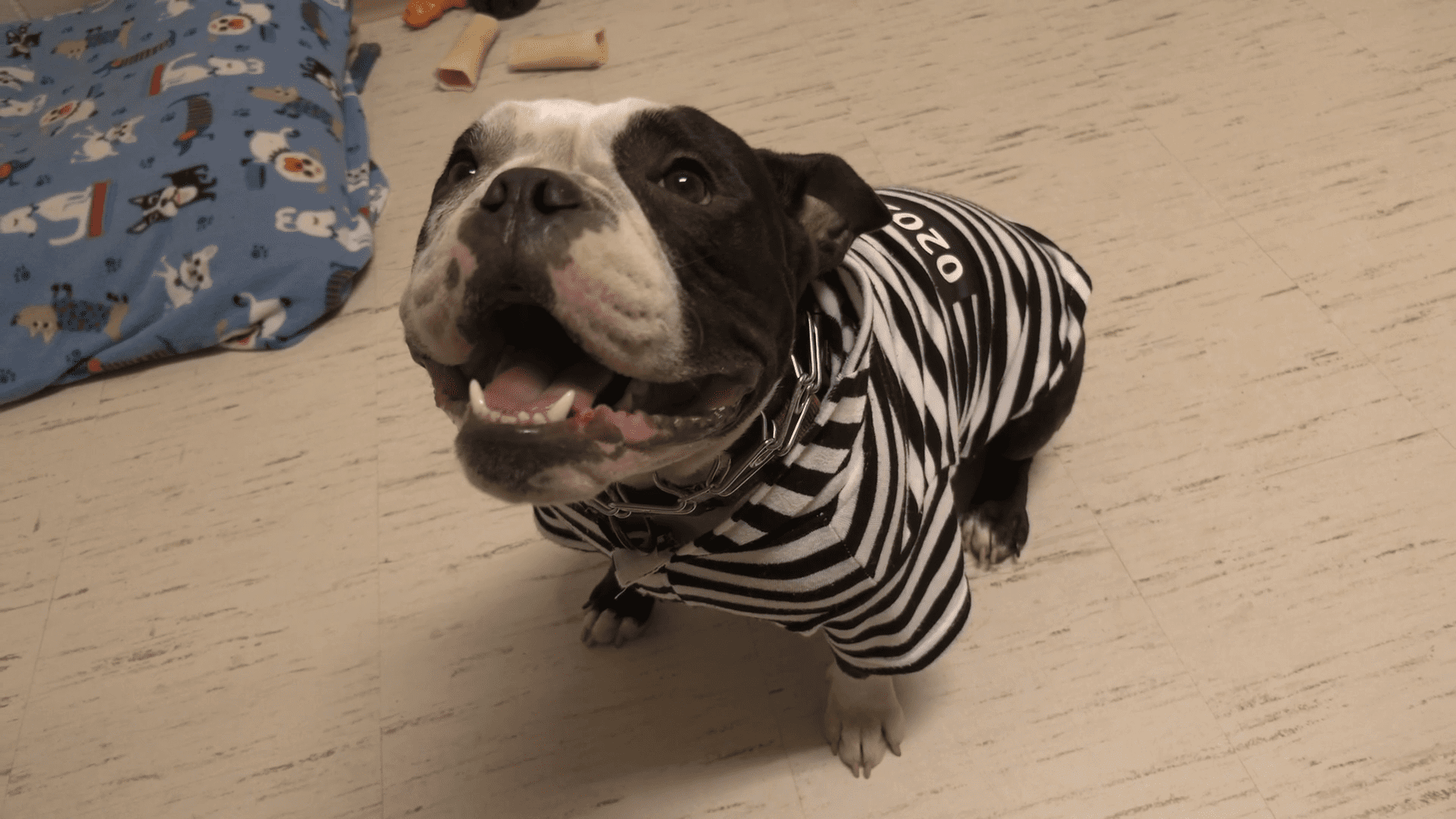 Unique training benefits shelter dogs and unlikely volunteers