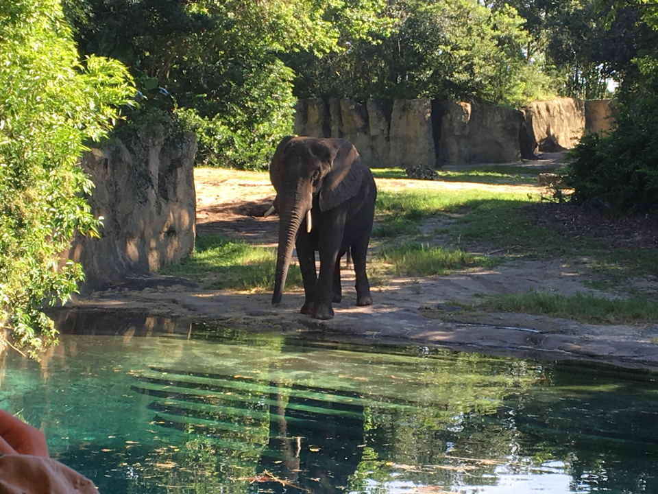 Let’s Take a Journey Through Elephant Country and the Mud Pits on
