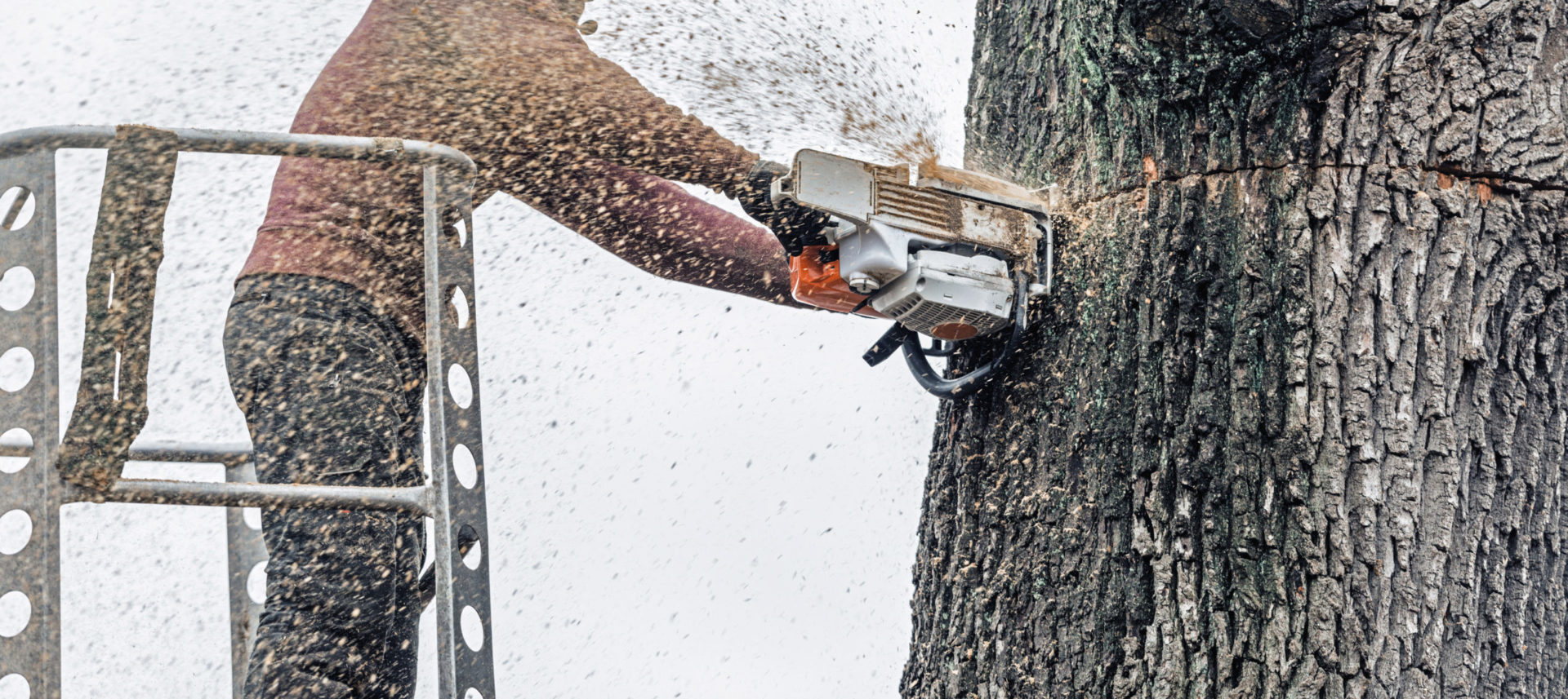 Tree surgeon in platform cutting thick tree trunk with chainsaw. Chop