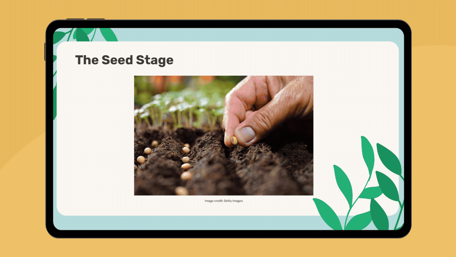 The Plant Life Cycle for Kids Emirates Education Platform