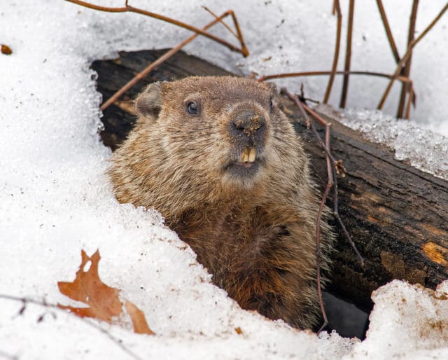 Groundhog Day 2020 Furry Forecasters Predict an Early Spring The