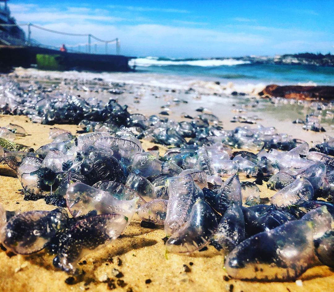 Are bluebottles about to return to NSW beaches?