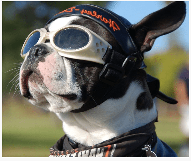 Motorcycle Helmets for Dogs Man's Best Friend