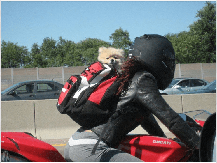 Motorcycle Helmets for Dogs Man's Best Friend