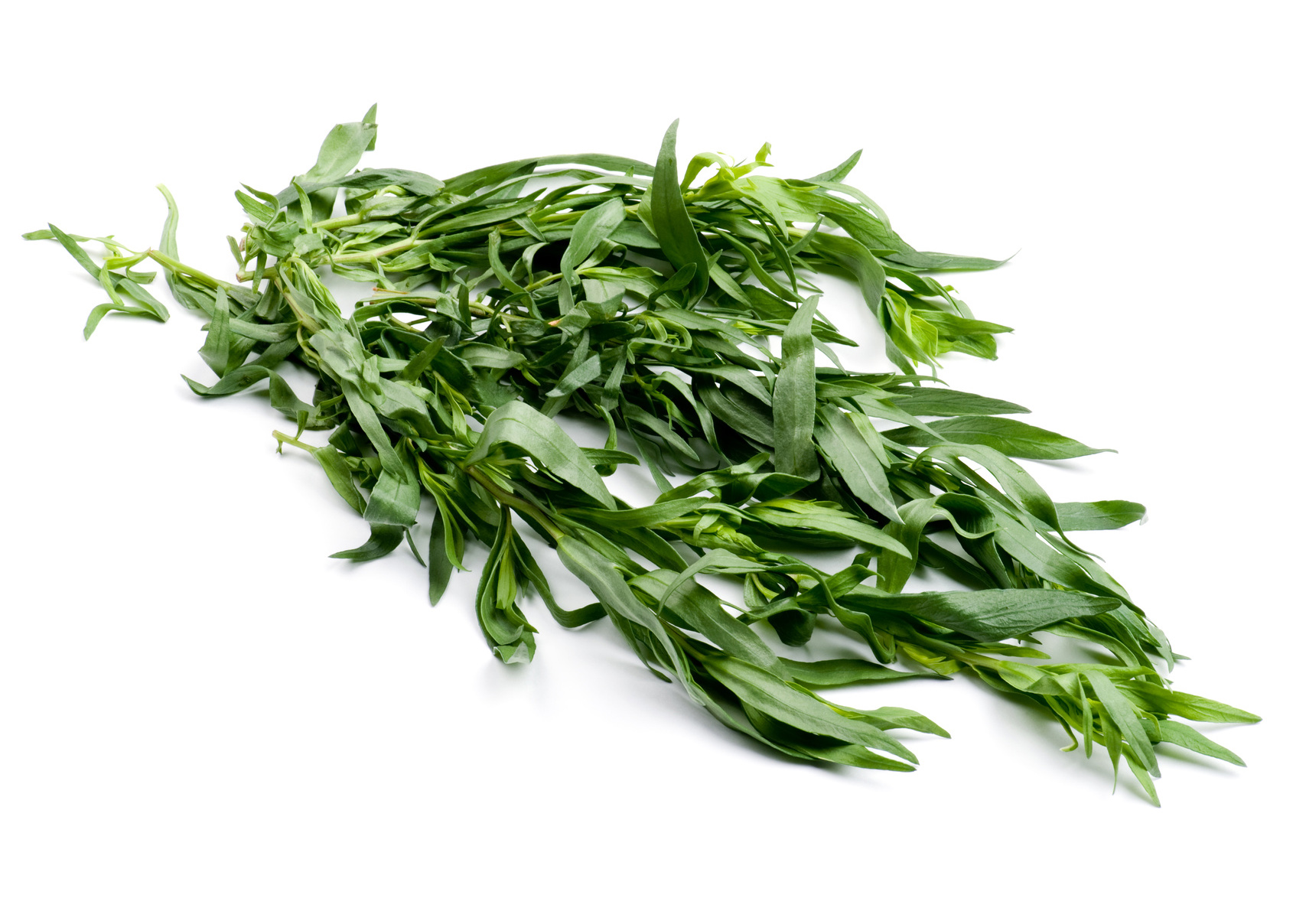 Tarragon Plant Buy b James