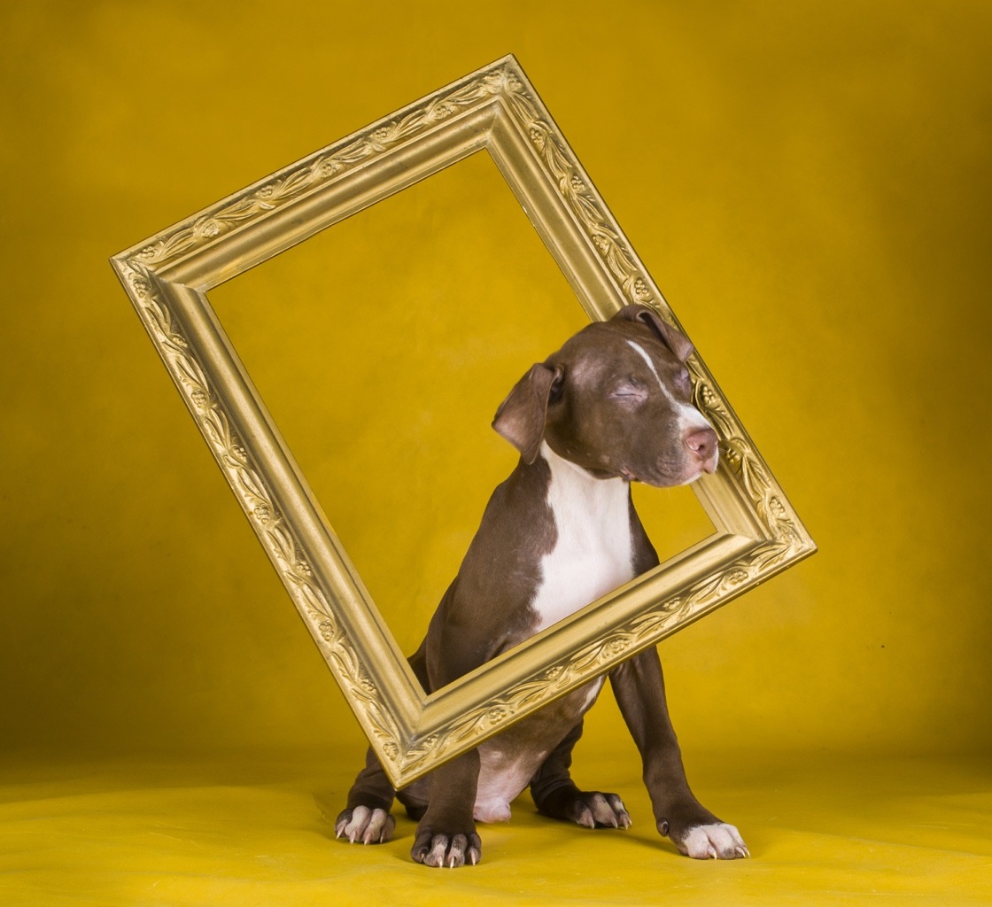 Are Cats And Dogs Social Animals