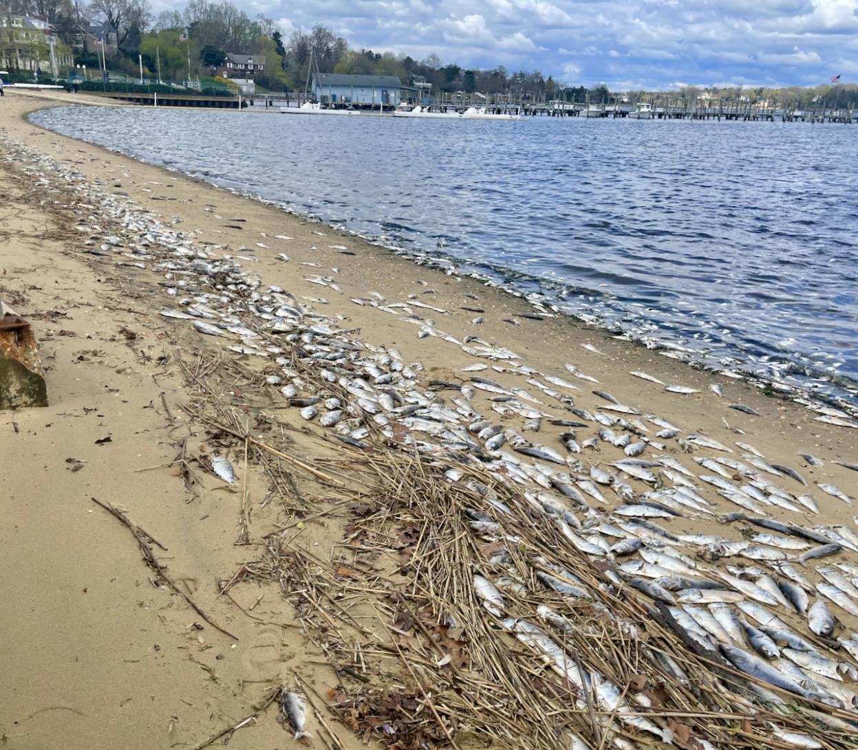 Borough of Rumson, NJ Environmental Commission