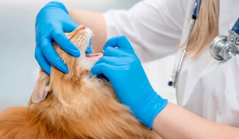 Poliuria y polidipsia en perros y gatos, qué es, causas y síntomas