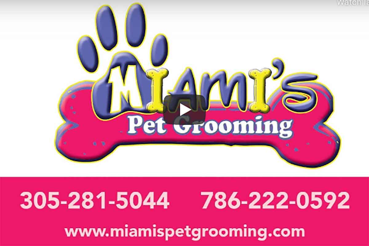 Miami's Pet Grooming Hires DigiMedia for video production
