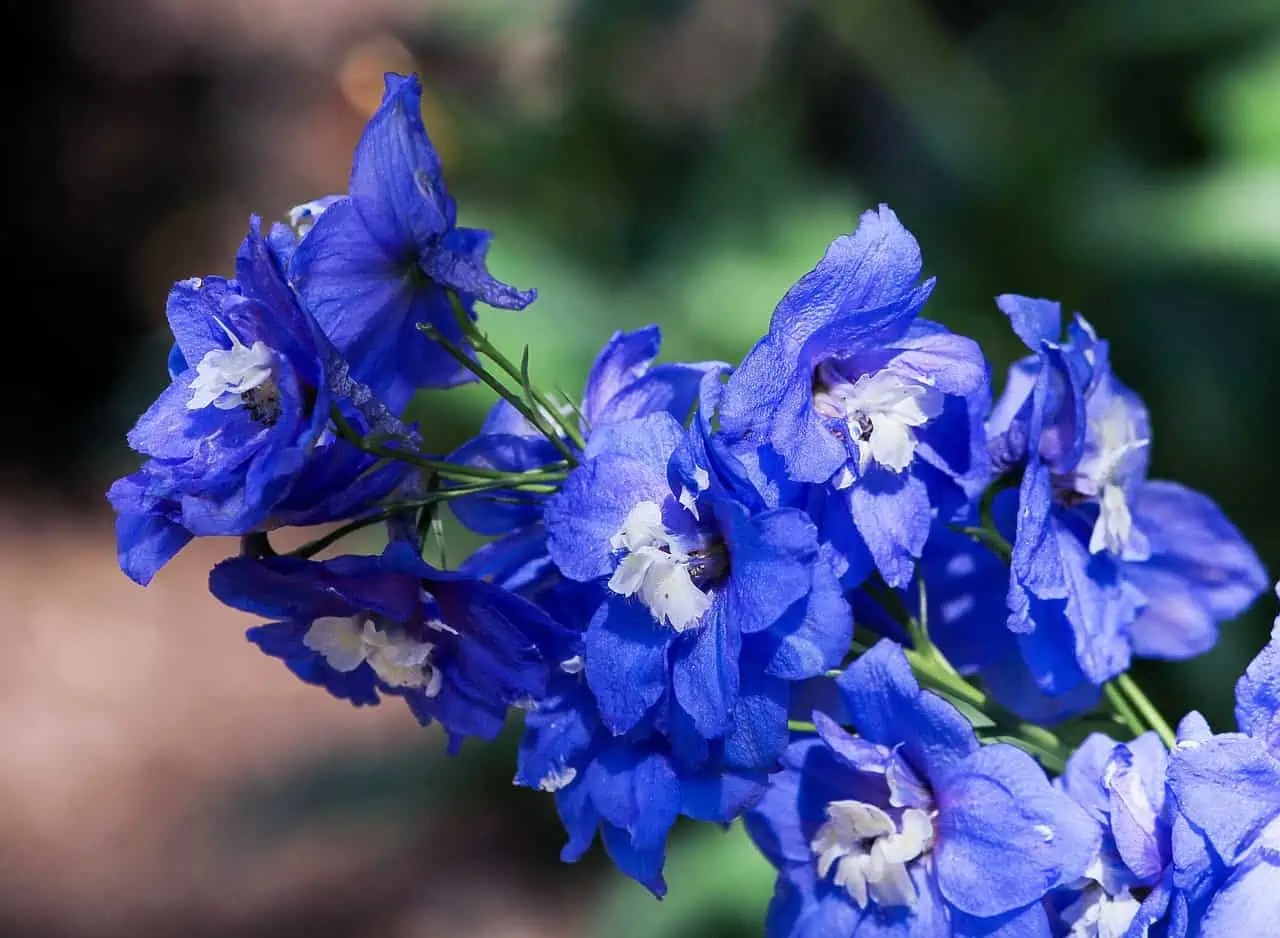 What Does a Larkspur Flower Look Like