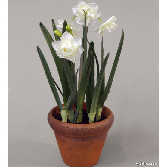 påsklilja i kruka Påsklilja I Kruka 30 Cm - Webflower