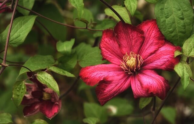How to Grow Clematis from Cuttings Step By Step