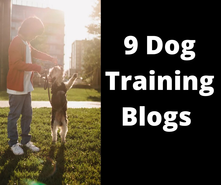 9 Dog Training Blogs To Follow If You're Interested In Learning Better Techniques host Winner