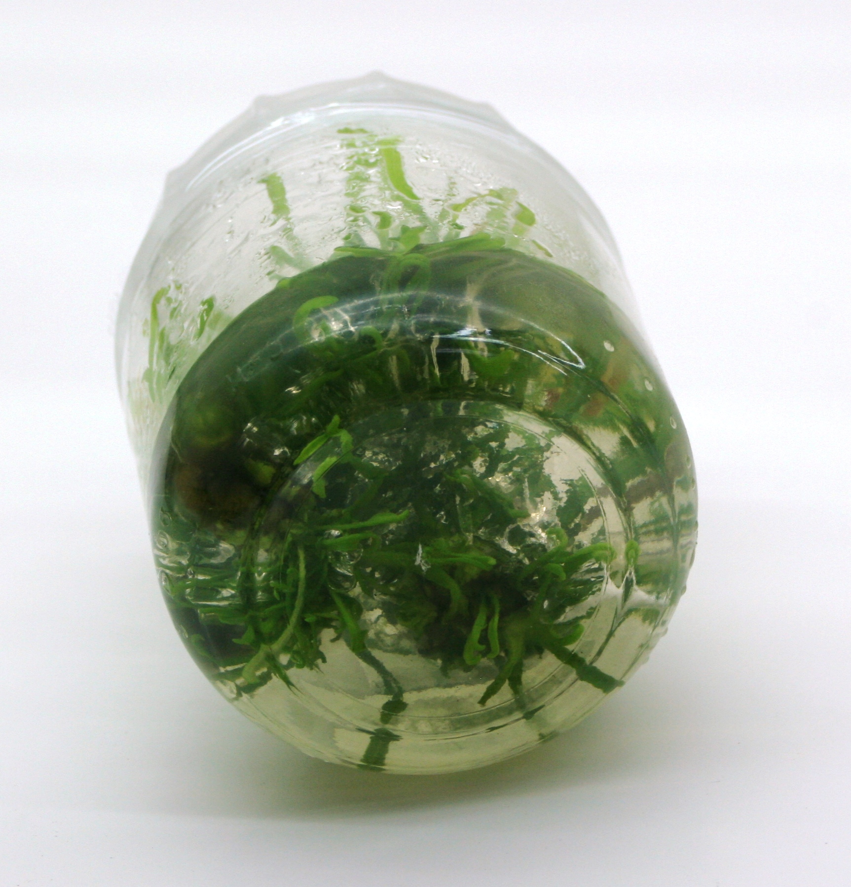 Plant Tissue Culture Microclone Kit Micro Propogation at Home! 