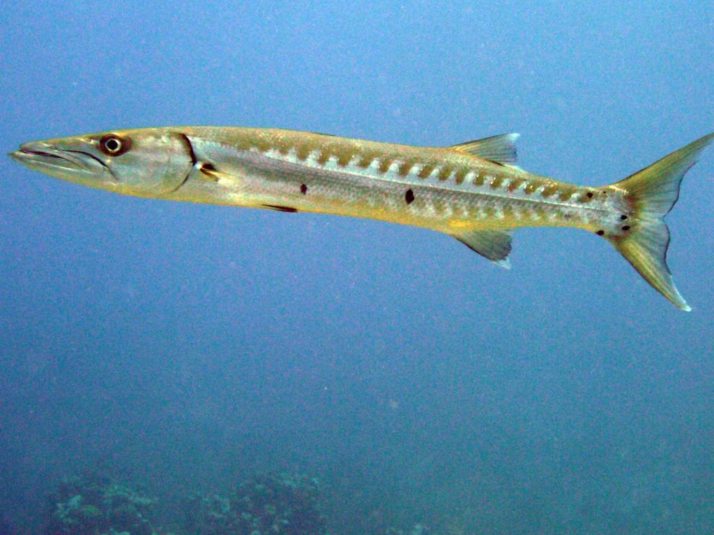 Barracuda Fish