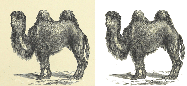 Foto Achtergrond Wit Maken (Handleiding Voor Beginners) - Webwijzer