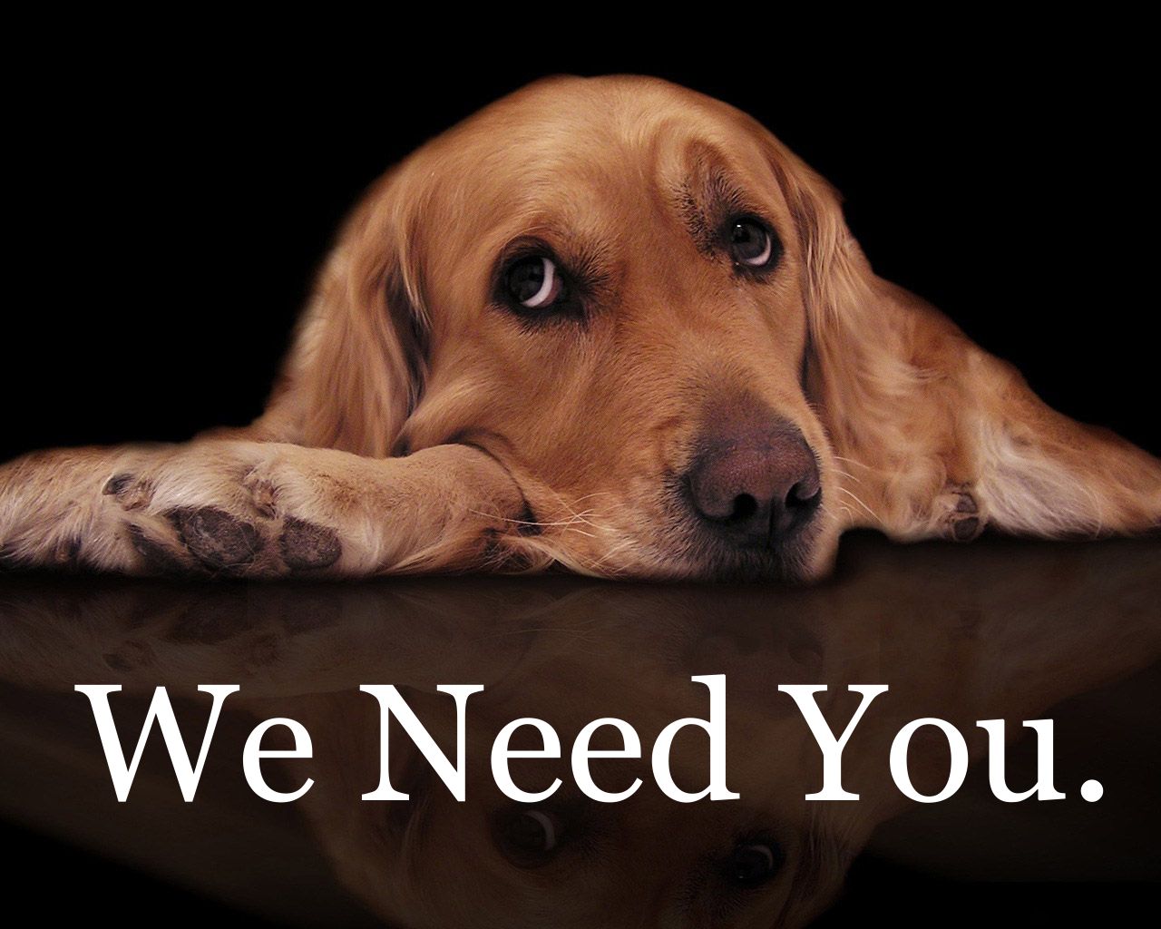 We Care About Animals (484)WARM NOW