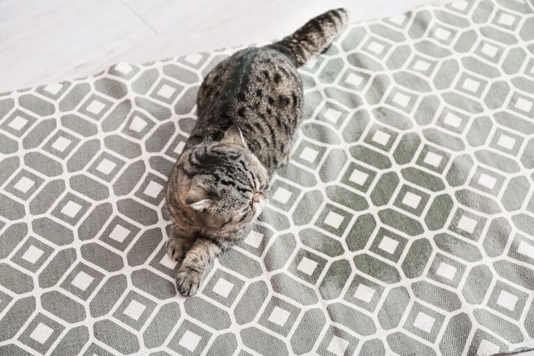 Removing Cat Urine from Carpets Banish Stains and Smells