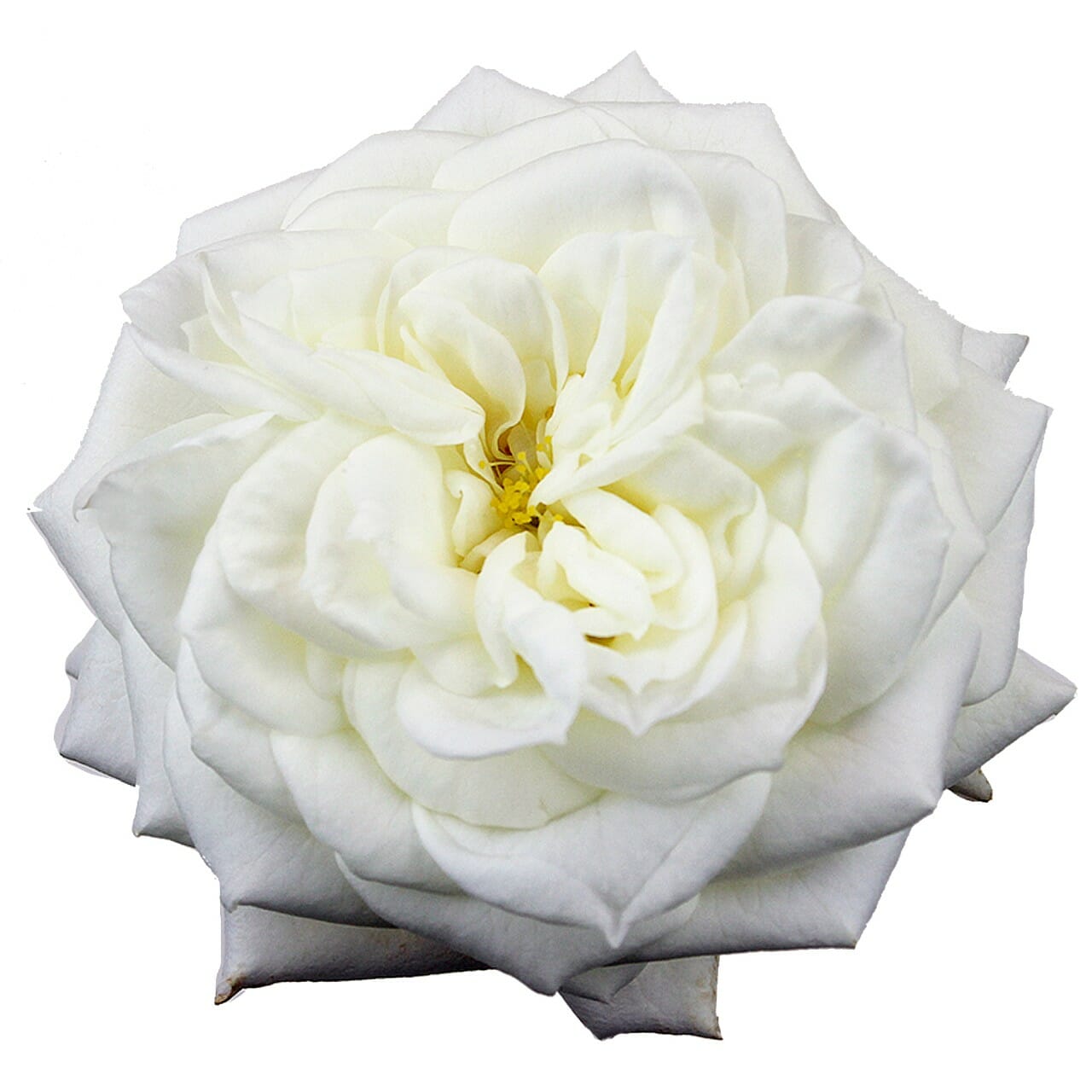 Alabaster Roses Wedding Roses Direct