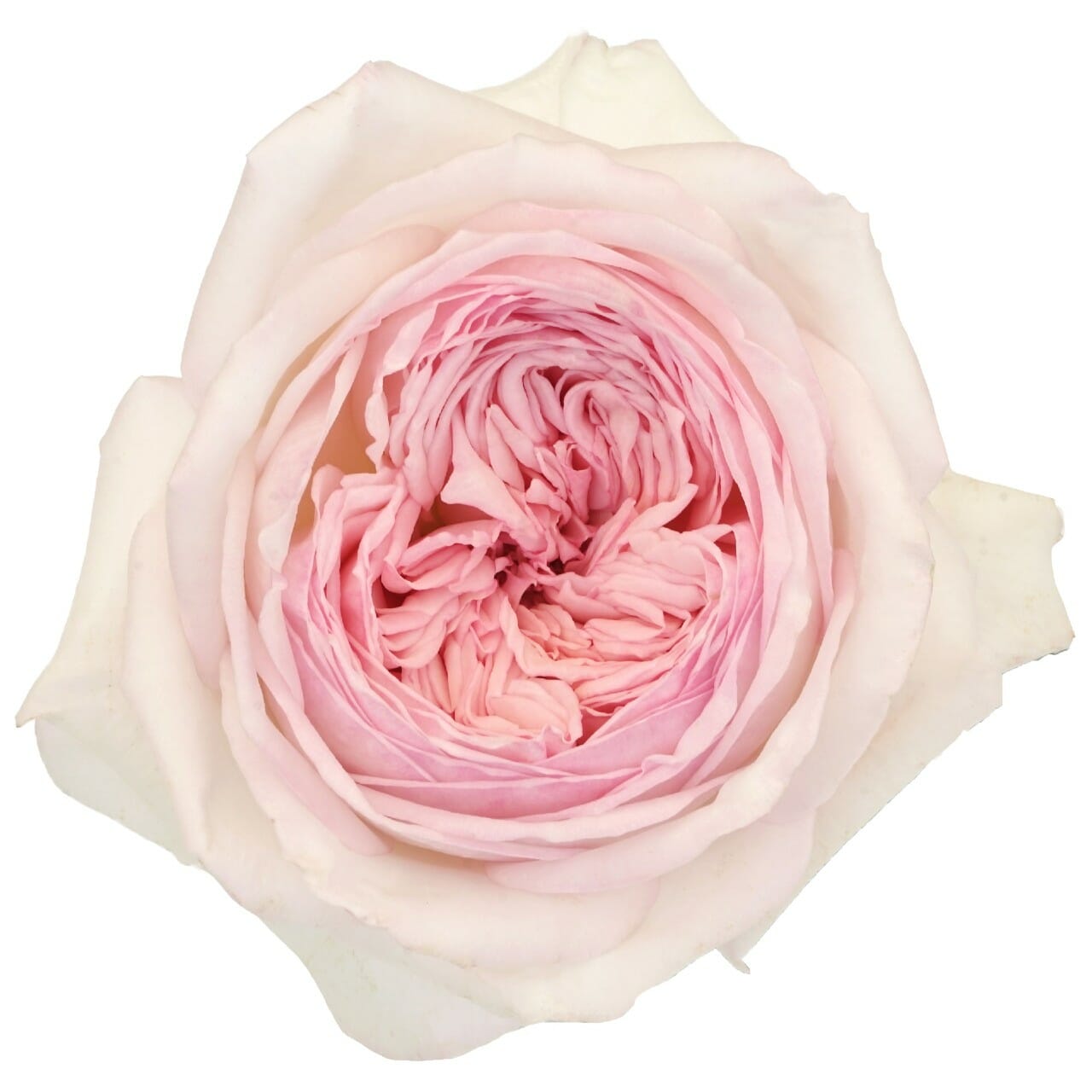 Special Bride Roses Wedding Roses Direct