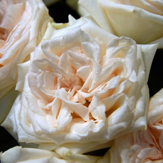 Princess Maya Roses Wedding Roses Direct