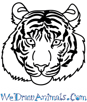 How to Draw a Bengal Tiger Face