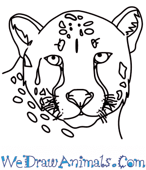 How to draw a cheetah's body. How To Draw A Cheetah Head