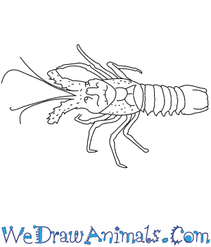Simple Lobster Drawing How To Draw A Lobster Step 6 Lobster Drawing