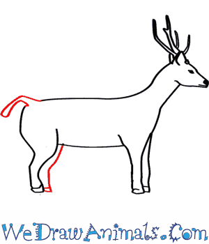 How to Draw a Sambar Deer