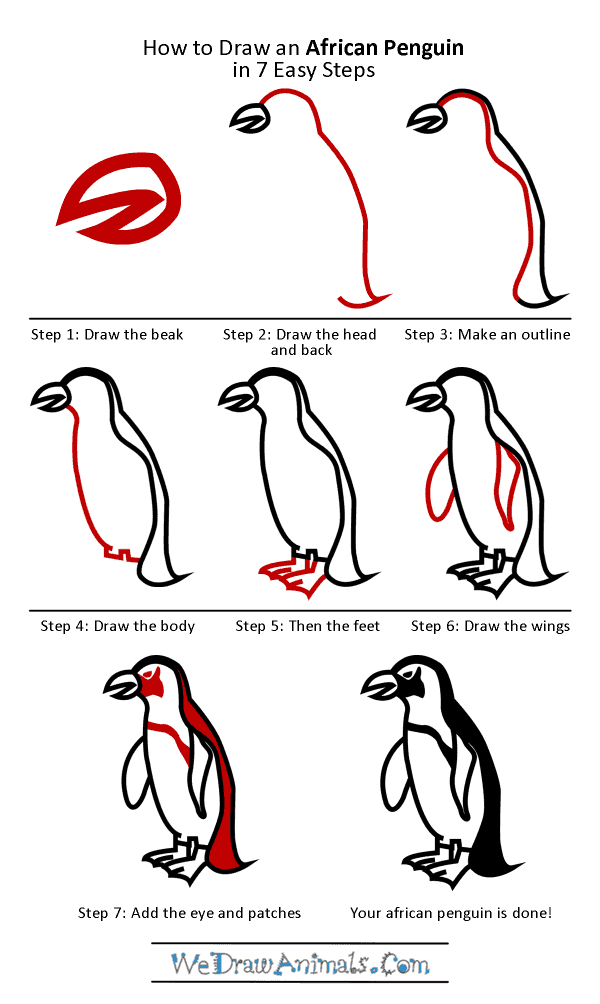 How to Draw an African Penguin
