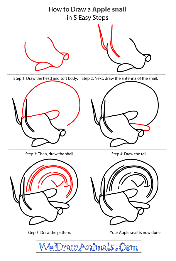 How to Draw an Apple Snail