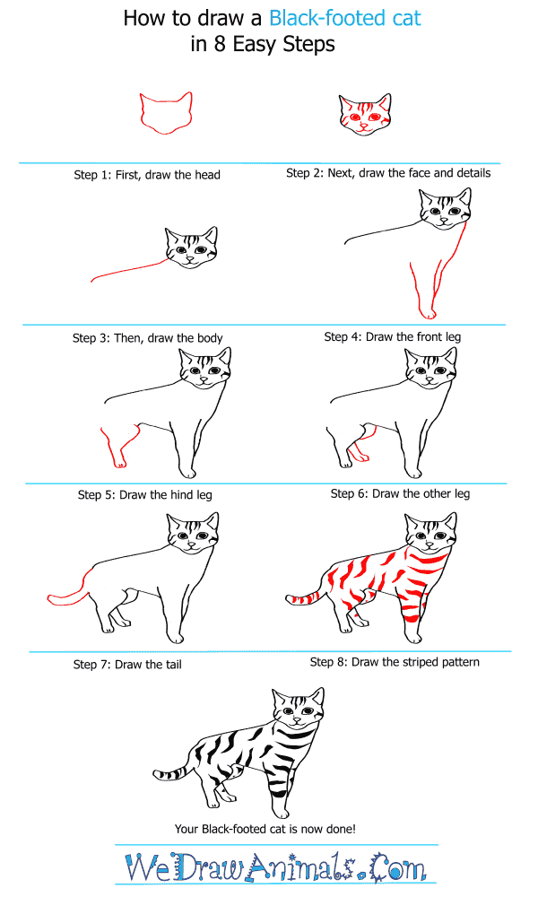 How to Draw a BlackFooted Cat