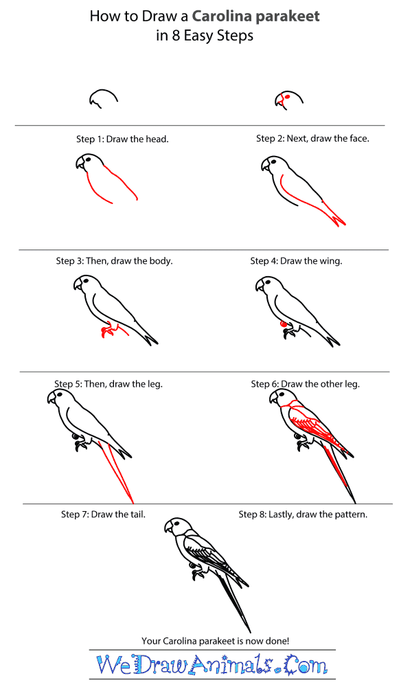 How to Draw a Carolina Parakeet