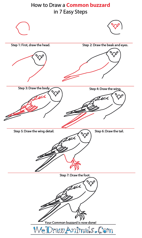 How to Draw a Common Buzzard
