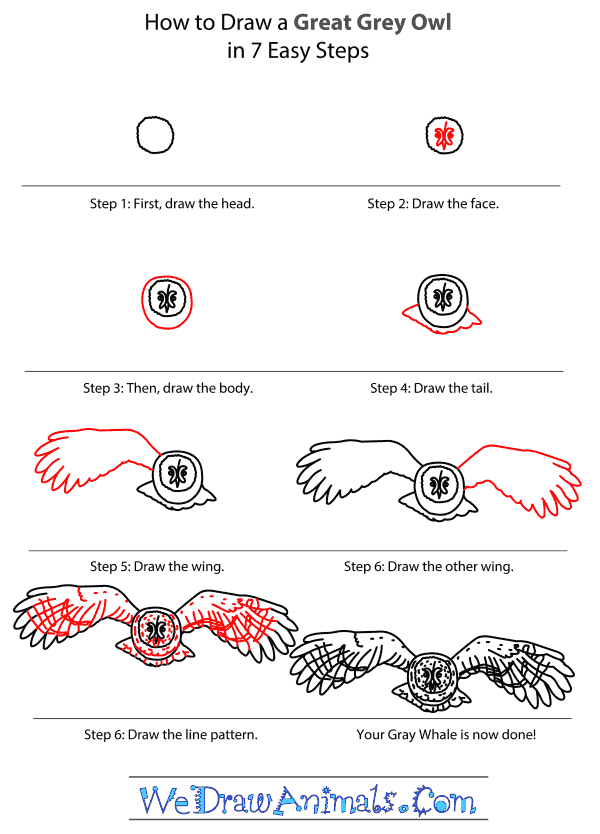 How to Draw a Great Grey Owl
