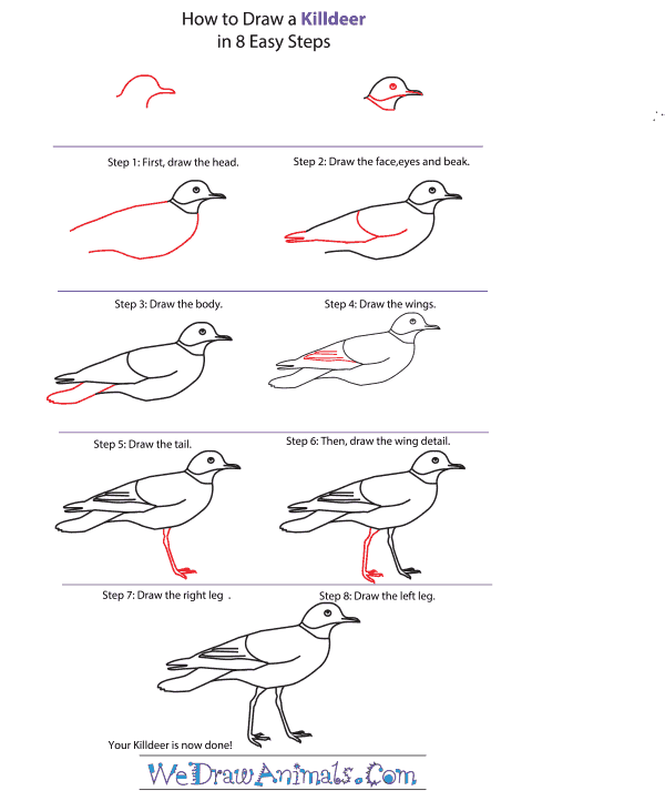 How to Draw a Killdeer
