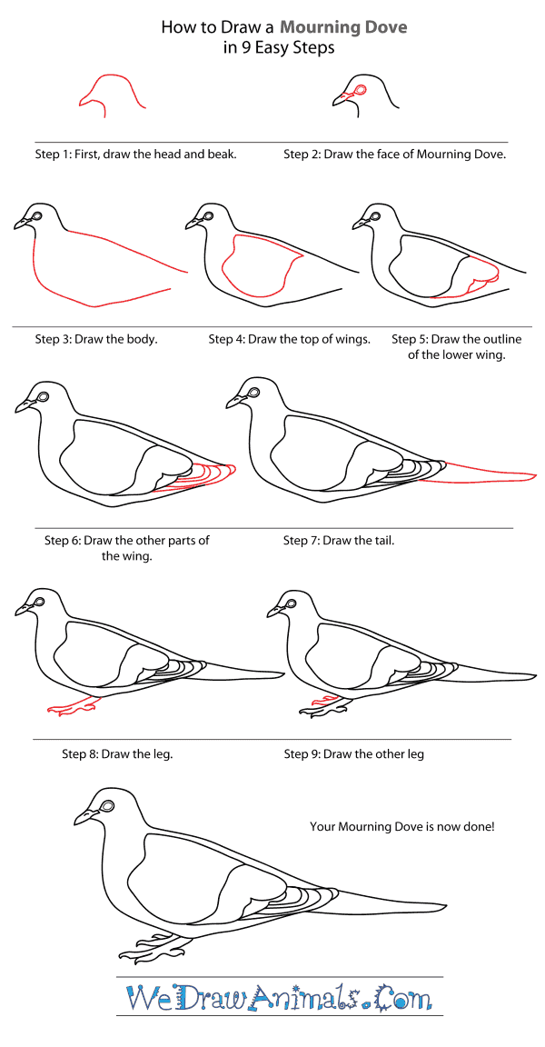 How to Draw a Mourning Dove