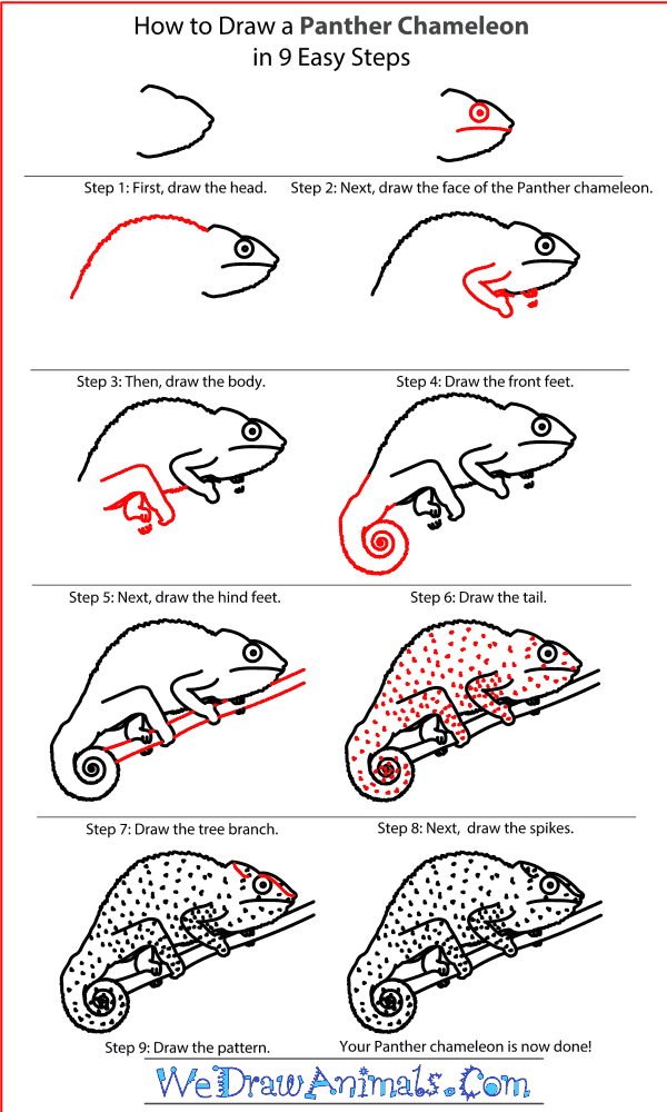 How to Draw a Panther Chameleon