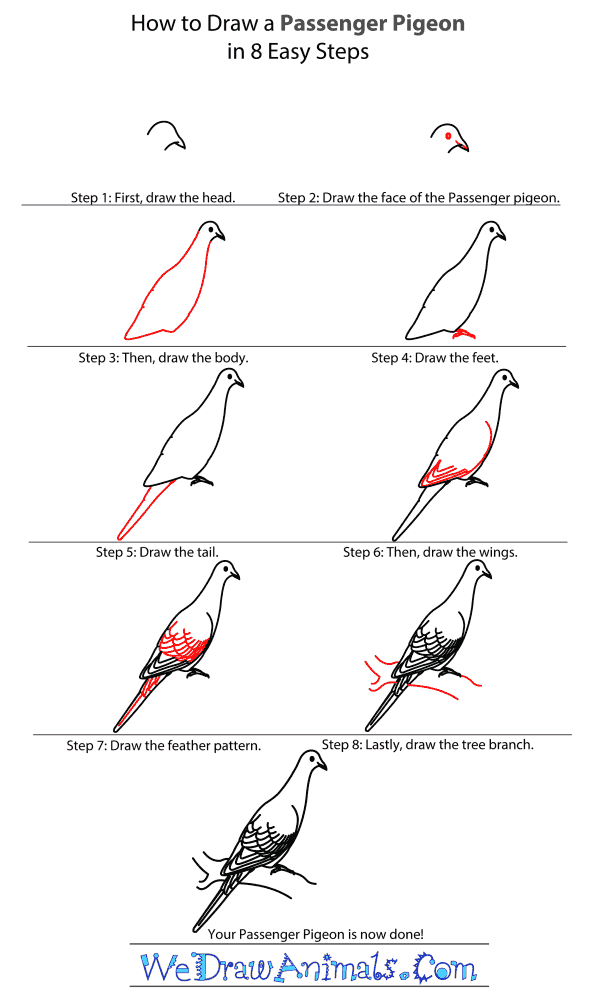 Cool Pigeon Drawing Easy Step By Step Invisible Blogger