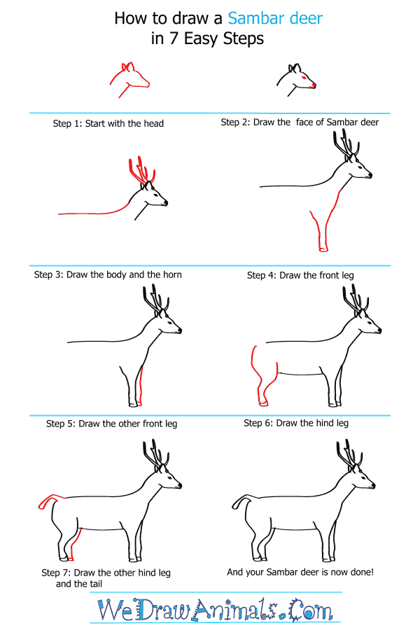 How to Draw a Sambar Deer