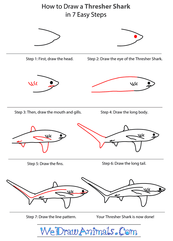 How to Draw a Thresher Shark