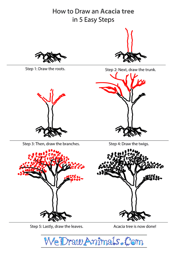 How to Draw an Acacia Tree