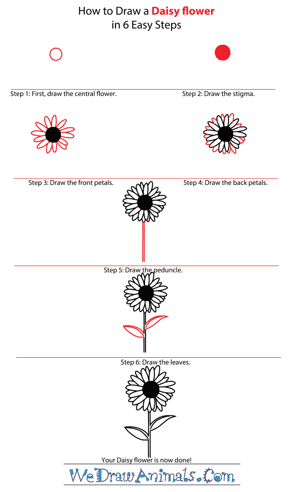 How to Draw a Daisy Flower