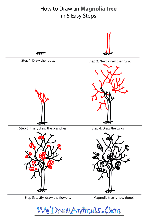 How To Draw A Magnolia Step By Step at Drawing Tutorials