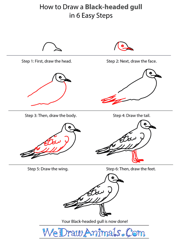 How to Draw a BlackHeaded Gull