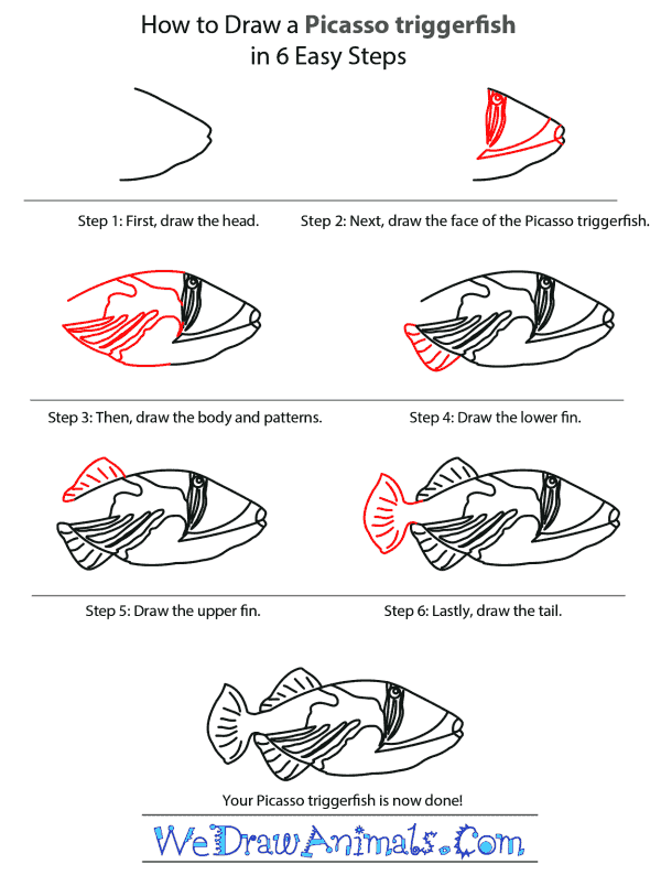 How to Draw a Picasso Triggerfish