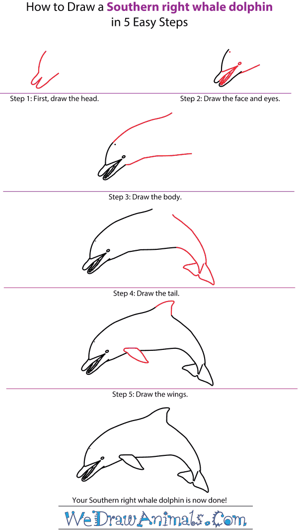 How to Draw a Spinner Dolphin